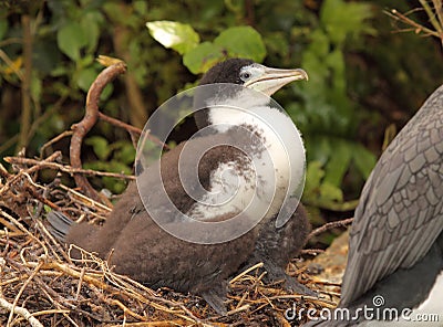 Pied Shag Baby Stock Photo