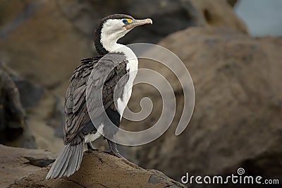 Pied Shag & x28;Phalacrocorax varius& x29; Stock Photo