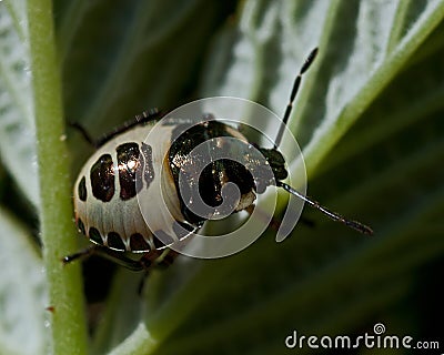 Pied Shieldbug Tritomegas bicolor Stock Photo