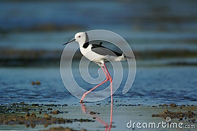 Pied stilt alighted in the mud Stock Photo