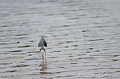 Pied stilt catching a tunnelling mud crab. Stock Photo