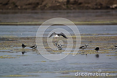 The pied stilt also known as the white-headed stilt, is a shorebird in the family Recurvirostridae. Stock Photo