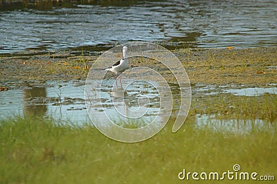 The pied stilt also known as the white-headed stilt, is a shorebird in the family Recurvirostridae. Stock Photo