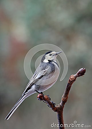 Pied Wagtail - Motacilla alba Stock Photo