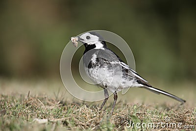 Pied wagtail, Motacilla alba yarrellii Stock Photo