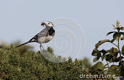 Pied wagtail, Motacilla alba yarrellii Stock Photo