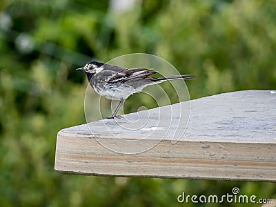 A pied wagtail Motacilla alba yarrellii Stock Photo