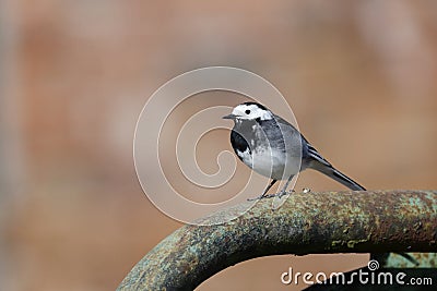 Pied wagtail, Motacilla alba yarrellii Stock Photo