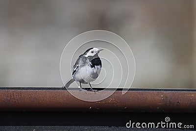 Pied wagtail, Motacilla alba yarrellii Stock Photo