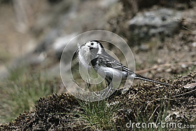 Pied wagtail, Motacilla alba yarrellii, Stock Photo