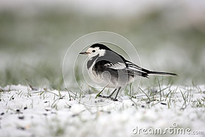 Pied wagtail, Motacilla alba yarrellii Stock Photo