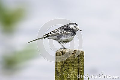 Pied wagtail, stunning british wildlife Stock Photo