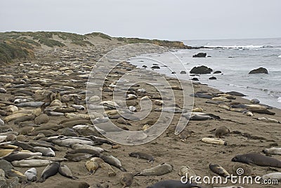 Piedras Blancas Elephant Seal Rookery near San Simeon, California Stock Photo