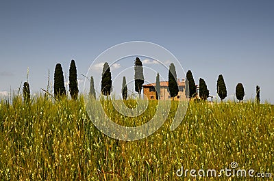 Typical Tuscany landscape, farmland I Cipressini. Italian cypress trees and wheat field with blue Editorial Stock Photo