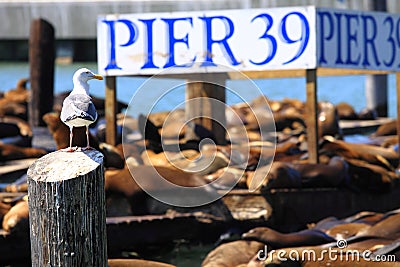 Pier 39, San Francisco Stock Photo