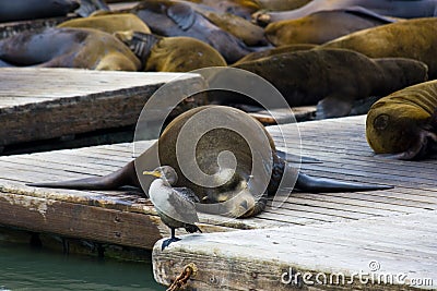 Pier 39, San Francisco Stock Photo