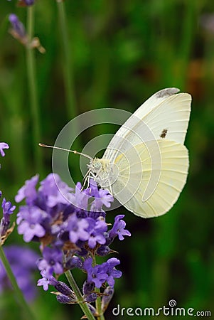 Pieridae Stock Photo