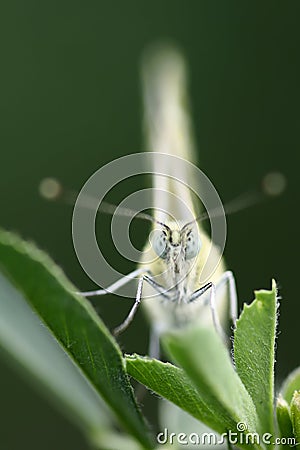 Pieridae butterfly Stock Photo