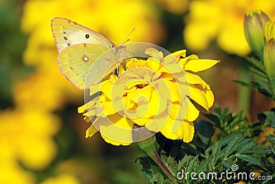 Pieridae butterfly Stock Photo