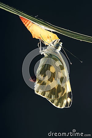 Pieridae butterfly Stock Photo