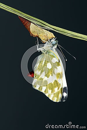 Pieridae butterfly Stock Photo