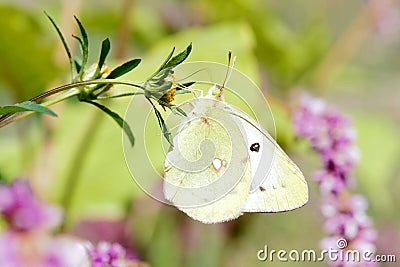 Pieridae butterfly Stock Photo