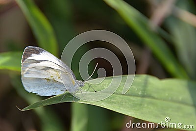 Pieridae butterfly closeup Stock Photo