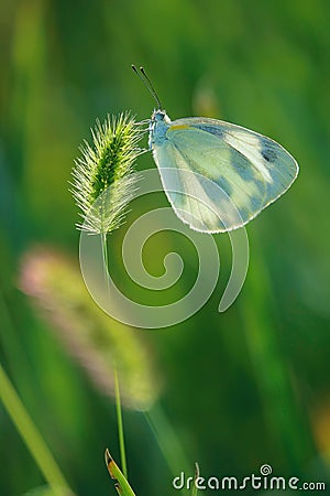 Pieridae butterfly Stock Photo