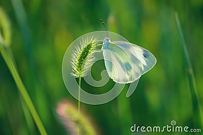 Pieridae butterfly Stock Photo