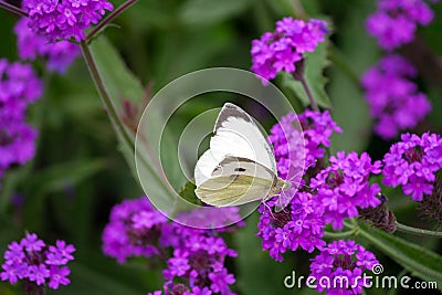 Pieris brassicae, white big butterfly close-up sits on a plant Verbena rigida Stock Photo