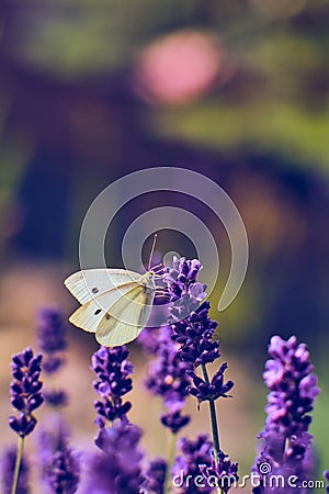 Pieris Butterfly collecting pollen from Lavender Flower Stock Photo