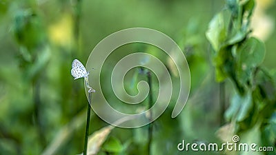 Pieris butterfly, the whites or garden whites in the garden Stock Photo