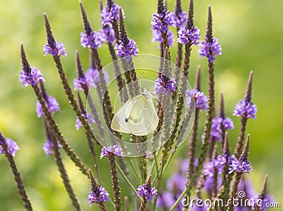 Cabbage White Butterfly on Blue Vervain Stock Photo