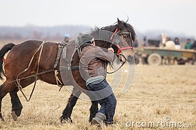 Man handles an adorned horse before an Epiphany celebration horse race Editorial Stock Photo