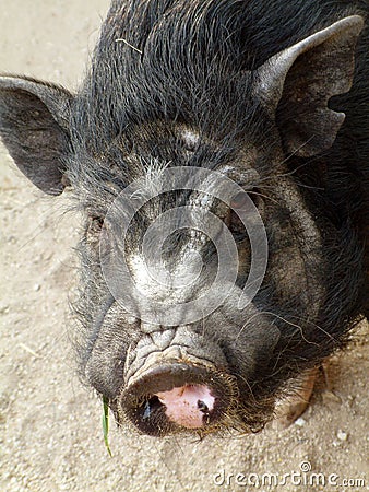 Pig Stock Photo