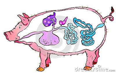 Pig Stock Photo