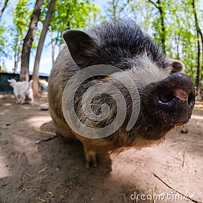 Pig animal on farm, mammal domestic nose, agriculture close-up Stock Photo