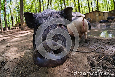 Pig animal on farm, mammal domestic nose, closeup piglet Stock Photo