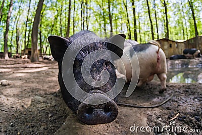 Pig animal on farm, mammal domestic nose, field piglet Stock Photo