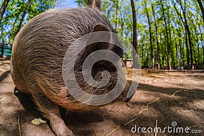 Pig animal on farm, mammal domestic nose, green agriculture Stock Photo