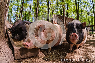 Pig animal on farm, mammal domestic nose, swine snout Stock Photo