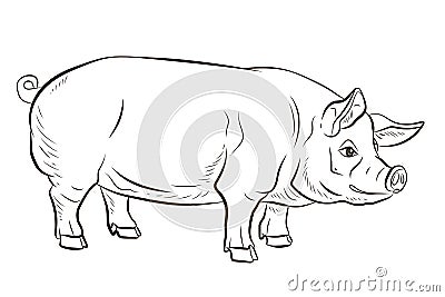 Pig. In the animal world. Black and white image. Coloring book for children. Stock Photo