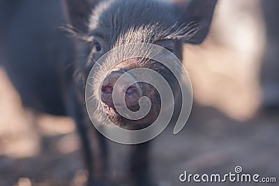 pig. black powder porcelain in Stock Photo