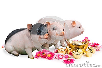 Pig boar with cherry blossom flower, 2019 Chinese New Year zodiac Stock Photo