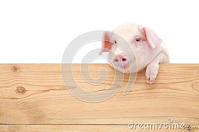 Pig with board Stock Photo