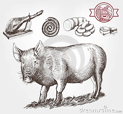 Pig-breeding Vector Illustration