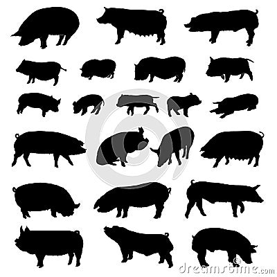 Pig breeds silhouettes. Vector Illustration