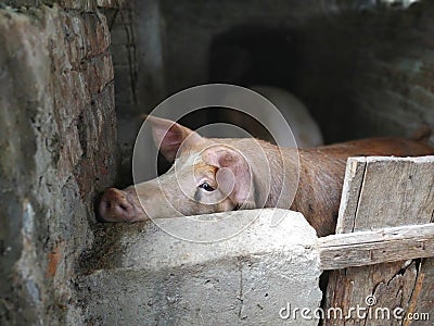 A pig with a brown skin in a pigsty. Agriculture. Pork production. Pig`s face and nose. The animal looks at the photographer Stock Photo