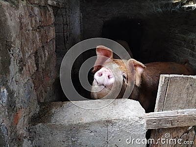 A pig with a brown skin in a pigsty. Agriculture. Pork production. Pig`s face and nose. The animal looks at the photographer Stock Photo