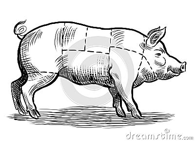 Pig butcher chart Cartoon Illustration